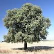 Fagaceae - Wikipedia, the free encyclopedia
