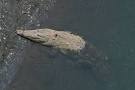 wildherps.com - American Crocodile (Crocodylus acutus)