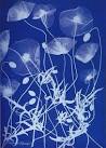 Anna Atkins: An Early Cyanotype Impression | The Abbeville Blog