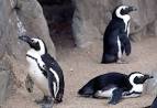 Spheniscus demersus Black- ...