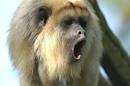 Meeting the Howler Monkeys | Costa Rica – Spring 2012