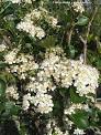 Aronia melanocarpa - black chokeberry | plants / deciduous trees ...