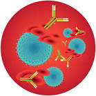 du <b>système immunitaire</b> qui