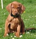 vizsla pronunciation