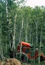 December January 2000 - Forest Management