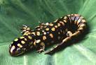 Quia - Phyla Class Animal Diversity