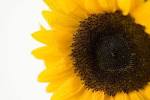 close up image of sunflower - via Daymix