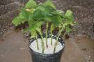 Propagation using cuttings