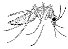 Mosquito coloring page
