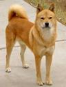 jindo pronunciation