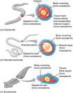 kwoni's scavenger hunt: #64 organism that has a coelom