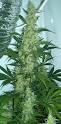 200px-Cannabis_flowering.jpg