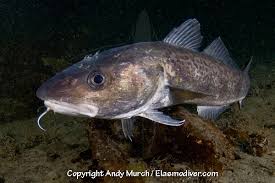 Pacific cod. 