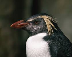 Here\u0026#39;s a great photo of a Macaroni Penguin by Eric Bégin on flickr. The penguin looks so serious, posing quite nicely I think. I love how clear the detail ... - macaroni-penguin-eric-begin