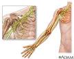 Shoulder Injuries and Disorders: MedlinePlus