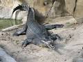 Gharial: The Animal Files