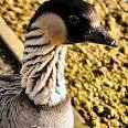 Hawaii State Bird NENE Hawaiian Goose Branta sandwicensis