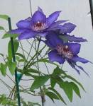 File:Clematis.jpg - Wikimedia Commons