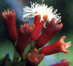 images?q=tbn:ANd9GcRbRGYTcGKIxDqY1Wr9kH6Se2jgFsDjxNjeupZUabV7b-IAXvpbQA