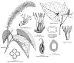 <b>Saururaceae</b> A. Rich.