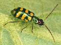 Banded Cucumber Beetle: Florida Tomato Scouting Guide