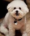 Bichon - Wikipedia, the free encyclopedia