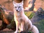 photos-<b>animaux</b>-sauvages (2).