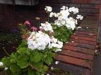 File:Botany Bay - Pelargonium sp. 1.jpg - Wikimedia Commons
