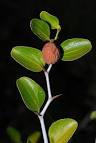 <b>Ziziphus</b> lotus