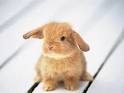 cute baby rabbit