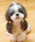 Funny dog hair do image.