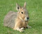 http://www.wildabouttheworld.com/gallery/data/500/Mara.jpg