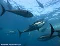 BLUEFIN TUNA: Overview