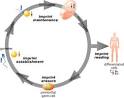 Genetic Imprinting - what is and definition | Health Dictionary