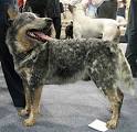 australian cattle dog - herding dog breeds from the online dog ...