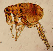 Image of dog fleas.