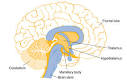 The <b>thalamus</b> surrounds the