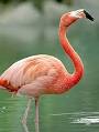 Caribbean Flamingo Fact Sheet