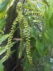 File:Arecales - Arenga undulatifolia - kew 1.jpg - Wikimedia Commons