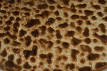 220px-Torta_Cenceña_(Roda).jpg