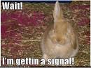 funny-pictures-bunny-rabbit-