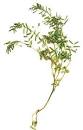 An annual <b>plant</b> 30 cm in