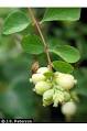 Photo of <b>Symphoricarpos</b> albus