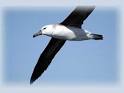 Wandering ALBATROSS.