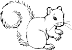 Squirrel coloring page