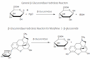 Drug Conjugate Analysis