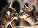 http://www.filetransit.com/images/screen/4fb35ac564c987ab6cfe29fcdcded663_Free_Animal_Screensaver.jpg