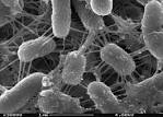 Make Electricity, Not Sludge | BlueTech Blog