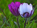 Wildflowers - Identifying & Growing Common Wild Plants | Botany.