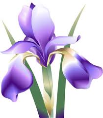 Floare de Iris -->BLOCAT Images?q=tbn:ANd9GcRdMFRvGsog1_iUvxZUeHygeCKOibmrnUHVGVNZilahY2cl3GBZ